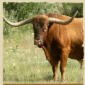 Longhorn321's Avatar