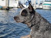 Blue Heeler's Avatar